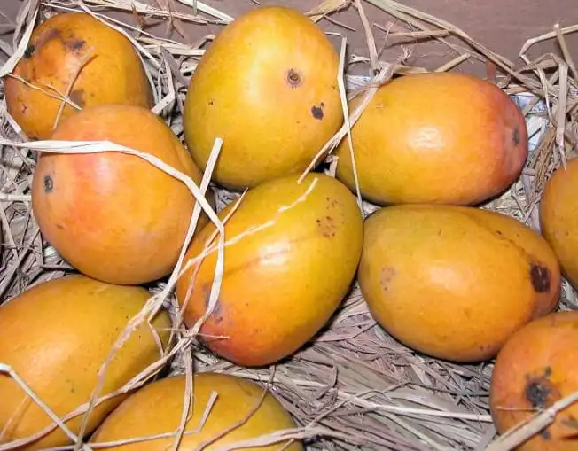 Alphonso Mango (image-zepto)