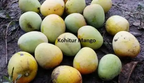 Kohitur Mango (image - plantparadise.in)