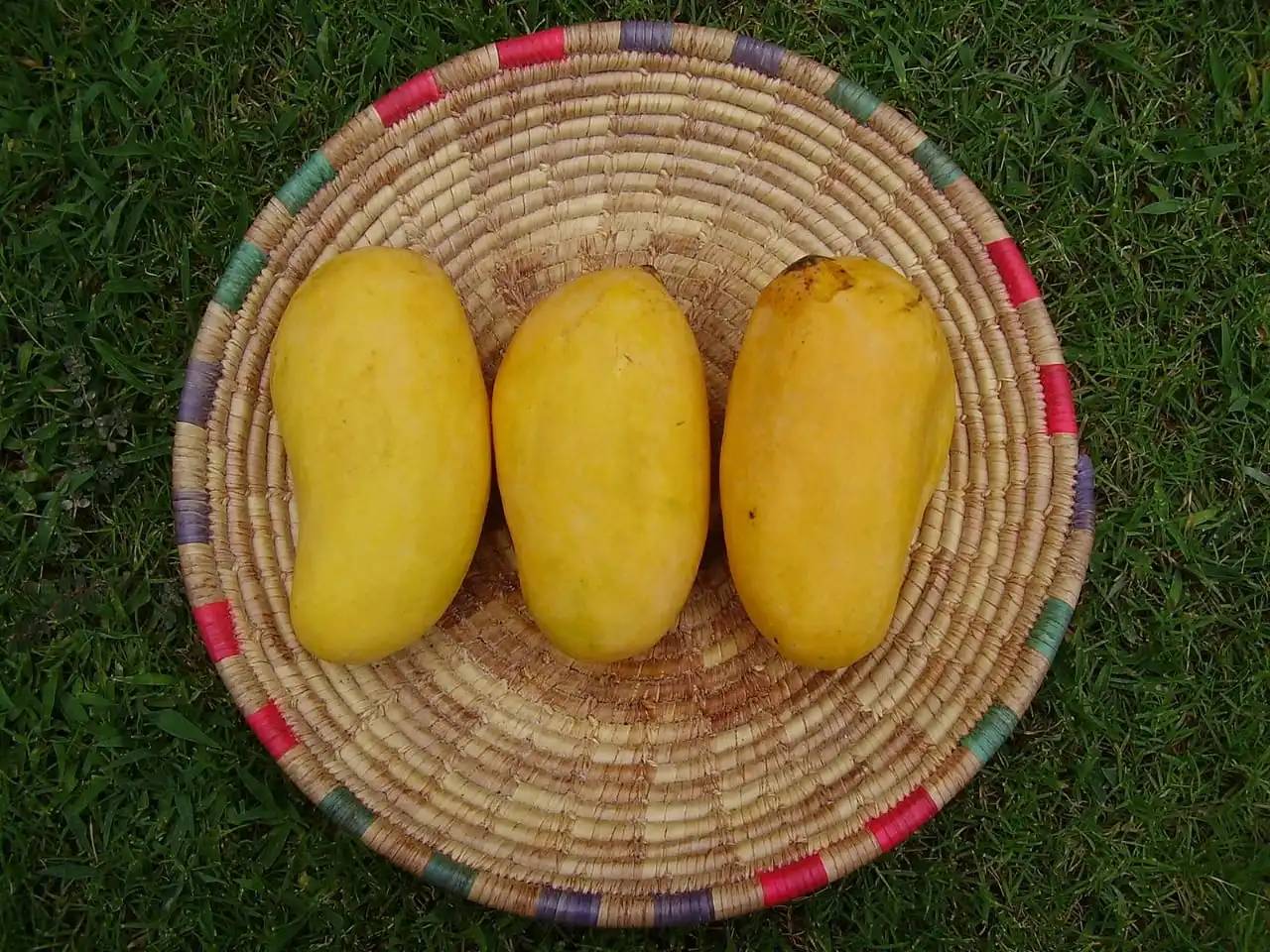 Sindhri Mango (image- Wikipedia)