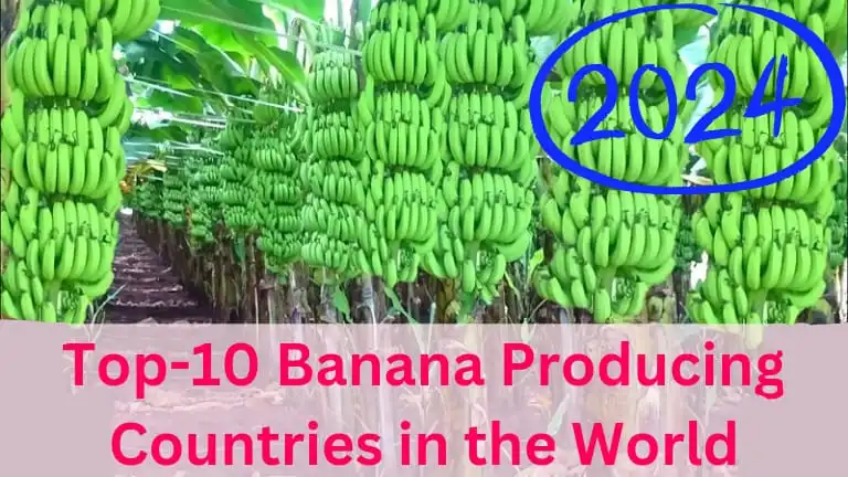 Top 10 Banana Producing Countries in the World